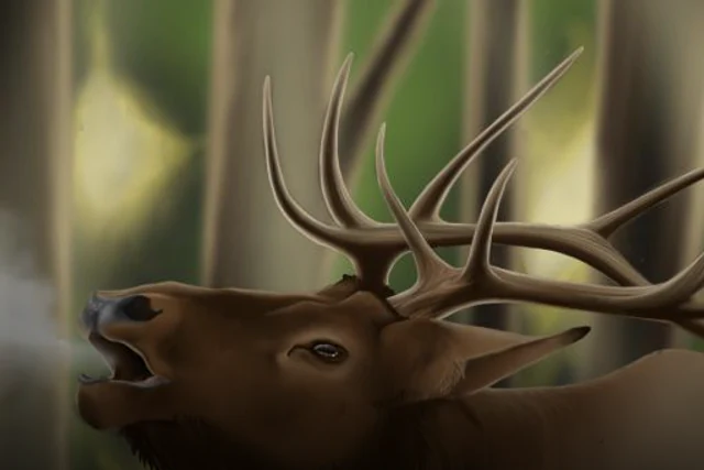 Asylum Deer